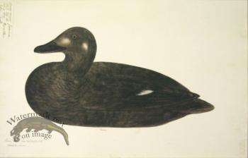 259 Swedish Birds . Anas Fusca.White-winged Scoter.Female